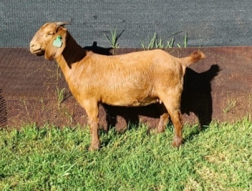 1X KALAHARI RED FLOCK OOI/EWE PREGNANT E&C BOERDERY