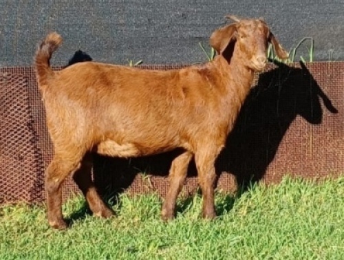 1X KALAHARI RED STUD OOI/EWE PREGNANT E&C BOERDERY