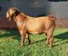 1X KALAHARI RED FLOCK RAM E&C BOERDERY - 2