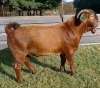 1X KALAHARI RED FLOCK RAM E&C BOERDERY - 3