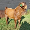 1X KALAHARI RED FLOCK RAM E&C BOERDERY - 4