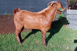 1X KALAHARI RED FLOCK RAM E&C BOERDERY