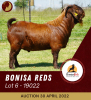 1X KALAHARI RED STUD RAM BONISA REDS