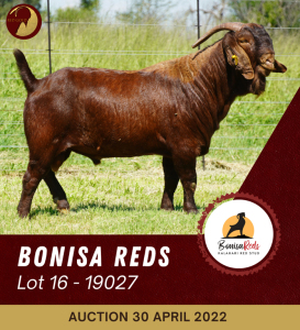 1X KALAHARI RED STUD RAM BONISA REDS