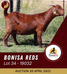 1+1X KALAHARI RED STUD OOI/EWE BONISA REDS