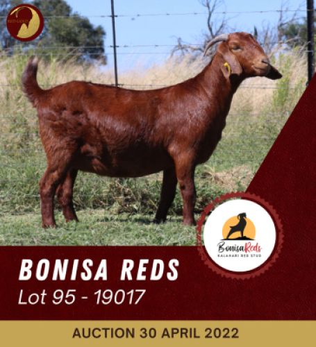 1+1X KALAHARI RED STUD OOI/EWE BONISA REDS