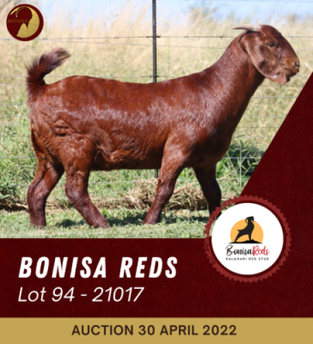 1X KALAHARI RED POTENTIAL STUD OOI/EWE BONISA REDS