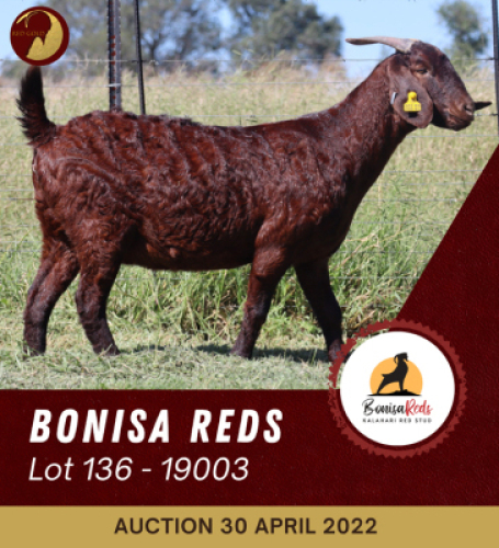 1X KALAHARI RED FLOCK OOI/EWE PREGNANT BONISA REDS