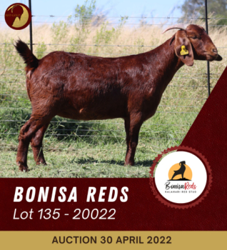 1X KALAHARI RED FLOCK OOI/EWE BONISA REDS