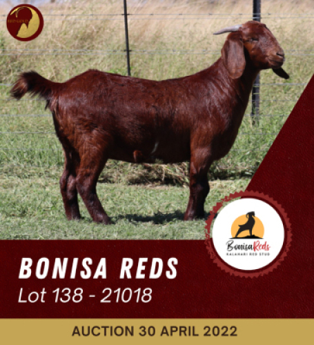 1X KALAHARI RED FLOCK OOI/EWE BONISA REDS