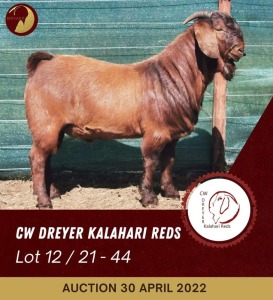 1X KALAHARI RED FLOCK COLOUR RAM CW DREYER KALAHARI REDS