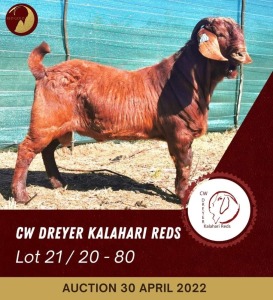 1X KALAHARI RED POTENTIAL STUD RAM CW DREYER KALAHARI REDS