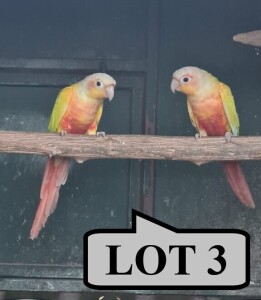 1-1 '21 Conure: Green-cheeked: Suncheek x Suncheek - Mike Riley