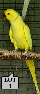 1-0 '20 Ringneck Parakeet: Ino - Mike Riley