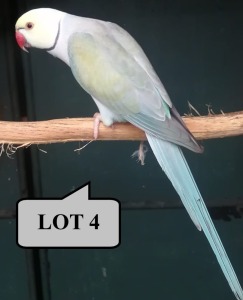 1-0 '19 Ringneck Parakeet: TurquoiseBlue Clearheaded-fallow - Wynand Bezuidenhout