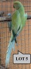 0-1 '20 Ringneck Parakeet: TurquoiseBlue Opaline - Wynand Bezuidenhout