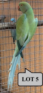 0-1 '20 Ringneck Parakeet: TurquoiseBlue Opaline - Wynand Bezuidenhout