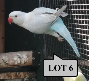 1-0 '20 Ringneck Parakeet: Blue Clearheaded-fallow - Wynand Bezuidenhout