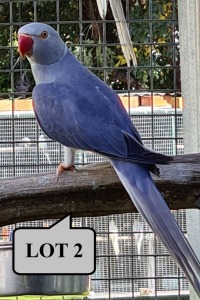 1-0 '20 Ringneck Parakeet: Violet Blue Cleartail - Mike Riley