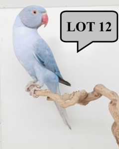 1-0 '21 Ringneck Parakeet: Violet Blue Opaline - Chris Jacobs
