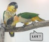 1-1 '21 Caique: Black-headed: Normal x Normal - Piet Jacobs