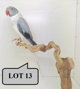 0-1 '21 Ringneck Parakeet: Violet Dark Blue Cleartail Opaline - Chris Jacobs