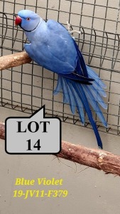 1-0 '19 Ringneck Parakeet: Violet Blue - Jan Harm Venter