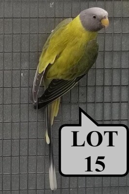 0-1 '20 Plum-headed Parakeet: Greygreen Opaline - E B Shaik