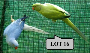 1-1 '21 Ringneck Parakeet: Dark Violet opaline/cleartail/blue x Dark Blue Cleartail Opaline - Fanie Klopper