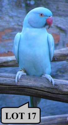 0-1 '21 Ringneck Parakeet: Dom.Pied Misty Blue Opaline - Fanie Klopper