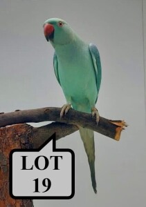 0-1 '21 Ringneck Parakeet: EmeraldBlue/clearheaded-fallow - Herbst & Seuns Voëlboerdery