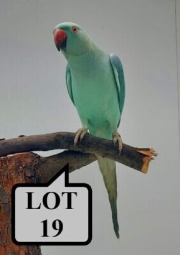 0-1 '21 Ringneck Parakeet: EmeraldBlue/clearheaded-fallow - Herbst & Seuns Vo&euml;lboerdery