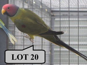 1-0 '19 Plum-headed Parakeet: Greygreen - Stiaan Von Wielligh
