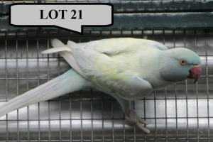 0-1 '21 Ringneck Parakeet: TurquoiseBlue Dom.Pied/cleartail - Stiaan Von Wielligh