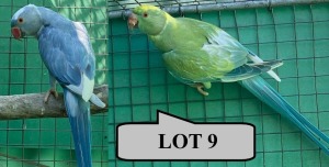 1-1 '19 Ringneck Parakeet: TurquoiseBlue ADM.Pied x Dark Blue ADM.Pied - Tokkie Slabbert