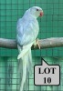 1-0 '20 Ringneck Parakeet: DF.Dark Blue ADM.Pied SL.Edged - Tokkie Slabbert