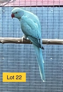 0-1 '21 Ringneck Parakeet: TurquoiseBlue Opaline - Johann Kotzé