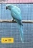 0-1 '21 Ringneck Parakeet: TurquoiseBlue Opaline - Johann Kotz&eacute;