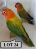 1-1 '20 Lovebird: Fischeri: Opaline Euwing x Violet-green Euwing - Alwyn Nel