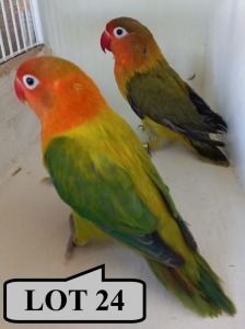 1-1 '20 Lovebird: Fischeri: Opaline Euwing x Violet-green Euwing - Alwyn Nel