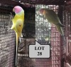 1-1 '19 Plum-headed Parakeet: Dilute x Green/dilute - Jaco Rossouw