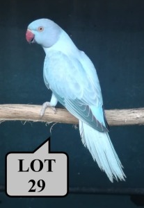 0-1 '21 Ringneck Parakeet: Blue opaline/cleartail - Jaco Rossouw