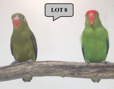 1-1 '21 Lovebird: Taranta: Darkgreen x DF.Darkgreen - Piet Jacobs