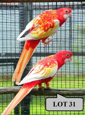 1-1 '21 Rosella: Eastern (aka Golden-mantled): Rubino x Rubino - Fanie Klopper