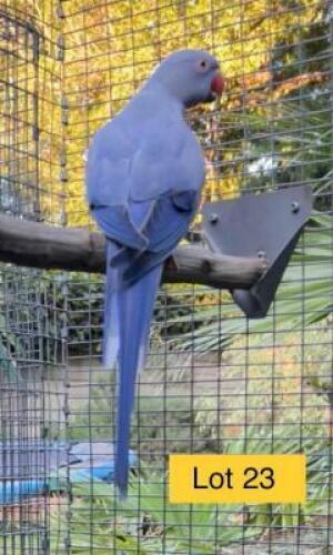 1-0 '20 Ringneck Parakeet: Violet Blue/?adm.pied - Johann Kotz&eacute;