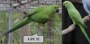 1-1 '20/'21 African Ringneck: Green (verwant) x Green (verwant) - Chris Lordan