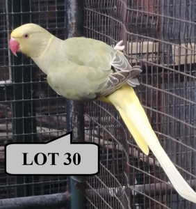 1-0 '21 Ringneck Parakeet: Violet DF.Dark Cleartail/blue or turquoise/opaline - Jaco Rossouw