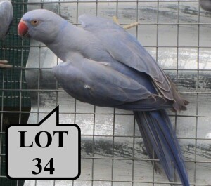 1-0 '21 Ringneck Parakeet: Violet Blue/opaline - Stiaan Von Wielligh