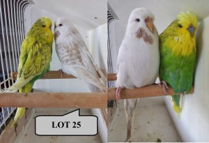 1-1 '22/'21 Budgerigar: Show: Darkgreen Melanistic Spangle x Wit Lacewing - Alwyn Nel