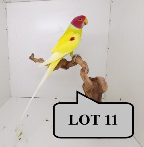 1-0 '19 Plum-headed Parakeet: Dilute/opaline - Chris Jacobs